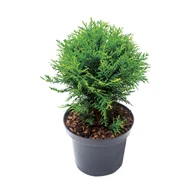 Sadzonki drzew krzewów - Żywotnik occidentalis Hoseri wys. 15-20 cm don. 2 l - miniaturka - grafika 1