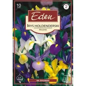 Nasiona i cebule - Irys Holandica mix 10 sztuk Eden - miniaturka - grafika 1