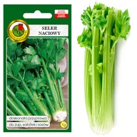 Nasiona i cebule - SELER NACIOWY VERDE PASCAL 1g NASIONA BEZ GMO - miniaturka - grafika 1