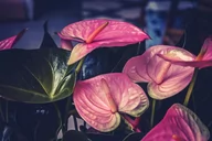 Kwiaty doniczkowe - Anturium różowe anthurium Joli pink P12 - miniaturka - grafika 1
