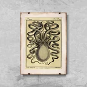 Plakaty - Plakat vintage Ośmiornica Haeckel Ernst - miniaturka - grafika 1