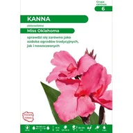 Nasiona i cebule - Kanna Miss Oklahoma 80-120 cm I różowa - miniaturka - grafika 1