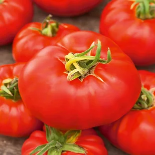 Pomidor szklarniowy PEDRO F1 Solanum lycopersicum L. - Nasiona i cebule - miniaturka - grafika 1