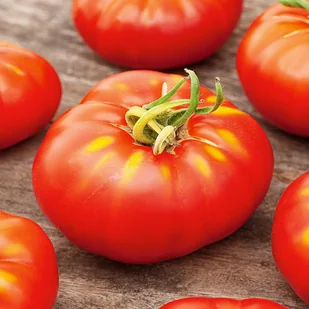 Pomidor szklarniowy DAFNE F1 Solanum lycopersicum L. - Nasiona i cebule - miniaturka - grafika 1