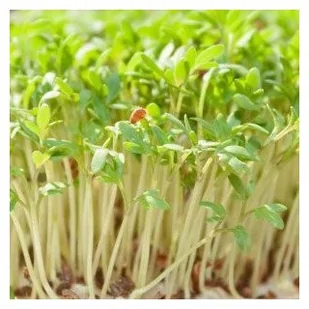 Nasiona Rzeżucha Md 10 Gram. Md - Nasiona i cebule - miniaturka - grafika 1