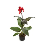 Kwiaty doniczkowe - Canna,, wys.40 cm, don. 17 cm - miniaturka - grafika 1