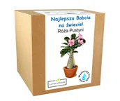 Nasiona i cebule - Zestaw do Uprawy Róża Pustyni prezent dzień babci - miniaturka - grafika 1