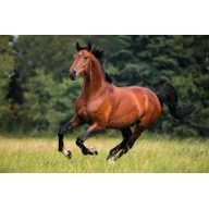 Kalendarze - Michalczyk i Prokop Spółka z o.o. Kalendarz trójdzielny Mipro T-105T-11 315x855mm T-105T-11 - miniaturka - grafika 1