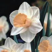 Nasiona i cebule - Narcyz Trąbkowy Salome 5szt Narcyzy cebulki cebule - miniaturka - grafika 1
