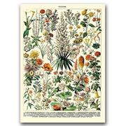 Plakaty - Plakat retro Kwiatowy nadruk Adolphe Millot A3 - miniaturka - grafika 1
