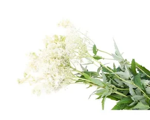 Wiązówka błotna EQUIHERBS 1000g - Pasze dla zwierząt - miniaturka - grafika 1