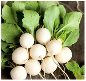 Nasiona i cebule - Rzodkiewka ŚNIEŻNA - BIAŁA łagodna w smaku - Wczesna nasiona 400 sztuk - miniaturka - grafika 1