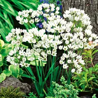 Nasiona i cebule - Brodiaea Triteleia Hyacinthina White 10 szt cebulki - miniaturka - grafika 1