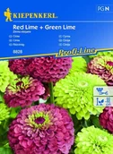 Nasiona i cebule - Cynia Red Lime + Green Lime – Kiepenkerl - miniaturka - grafika 1