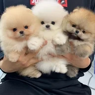 Rękodzieło - TEMU 1 szt. 40x40 cm/15,7x15,7 cal Bezramowa Zestaw do Malowania Diamentowego DIY 5D, Sztuka Diamentowa z , Pełne Lab-Wzrosłe Diamenty na Dekorację - miniaturka - grafika 1