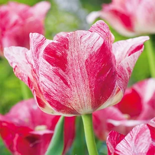 Tulipan Ekskluzywny Hemisphere 5 szt. - Nasiona i cebule - miniaturka - grafika 1