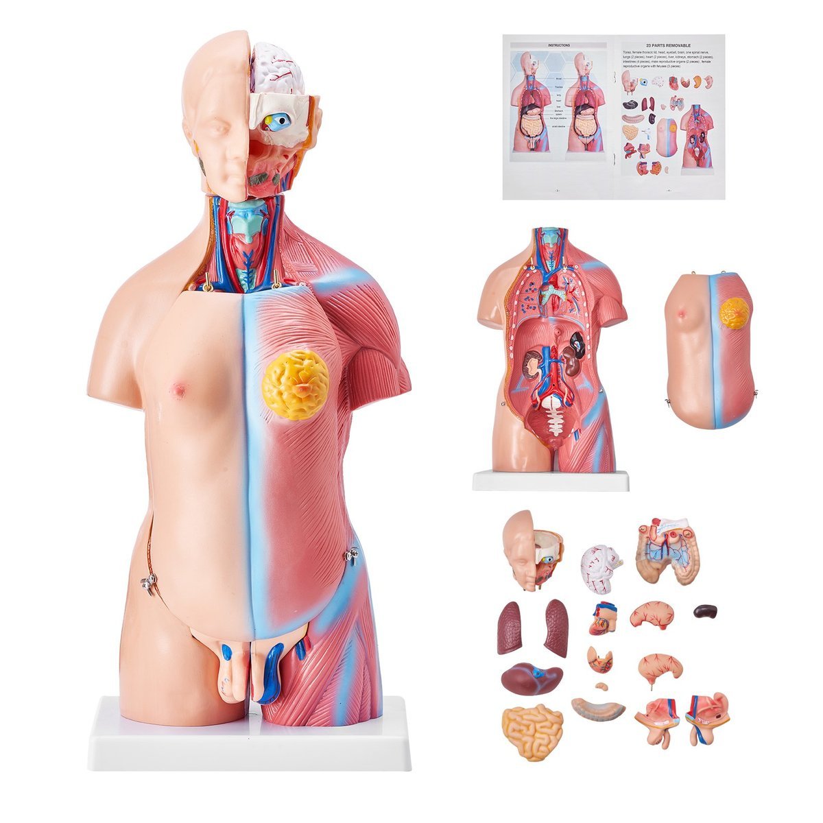 Model Ludzkiego Ciała 23 Części Unisex