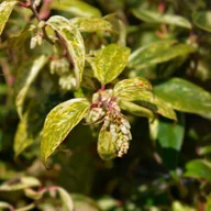 Kwiaty doniczkowe - Kiścień wawrzynowy 'Makijaż' DUŻY doniczka 5.0L (Leucothoe fontanesiana) - miniaturka - grafika 1