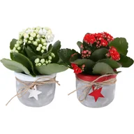 Nasiona i cebule - Żyworódka Kalanchoe w ceramice 10-15cm - miniaturka - grafika 1