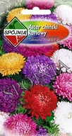 Nasiona i cebule - Nasiona Aster Chryzantemowy Karłowy Mieszanka 1G Spójnia - miniaturka - grafika 1