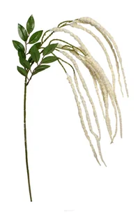AMARANTHUS GAŁĄZKA SZARŁAT ECRU 89 CM - Nasiona i cebule - miniaturka - grafika 1