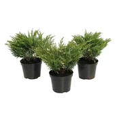 Sadzonki drzew krzewów - Jałowiec Andorra Variegata don. 3 l - miniaturka - grafika 1