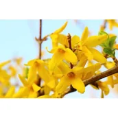Kwiaty doniczkowe - Forsycja C2 20-30 cm - miniaturka - grafika 1