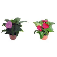 Kwiaty doniczkowe - Sunpatiens - miniaturka - grafika 1