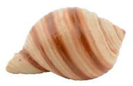 Dekoracje do akwarium - AQUA NATURA Dekoracja akwarystyczna muszka gładka 7 cm - miniaturka - grafika 1