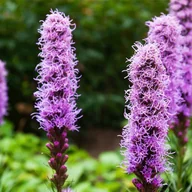 Nasiona i cebule - Liatra kłosowa ‘Floristan Violet’ - miniaturka - grafika 1