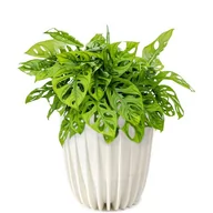 Donice - Doniczka plastikowa Mira śr.25 cm kremowa Lamela - miniaturka - grafika 1