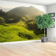 Fototapety - Fototapeta Plantacja herbaty - miniaturka - grafika 1
