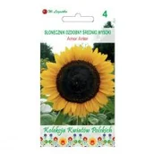 Nasiona i cebule - Legutko Słonecznik ozdobny AMOR ANTER - miniaturka - grafika 1