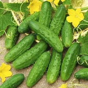 Nasiona i cebule - Ogórek Krak F1 5 g - miniaturka - grafika 1