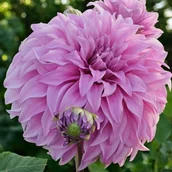 Nasiona i cebule - Dalia talerzowa Vassio Meggos 1 szt. - miniaturka - grafika 1