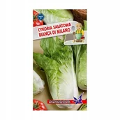 Nasiona i cebule - Cykoria Bianca do Milano 5g / O / - miniaturka - grafika 1