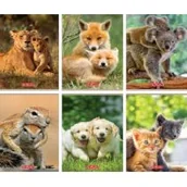 Zeszyty szkolne - Herlitz Zeszyt A5/32K linia Animals (10szt) - - miniaturka - grafika 1