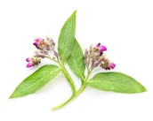 Pasze dla zwierząt - Żywokost lekarski EQUIHERBS korzeń 500g - miniaturka - grafika 1