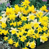 Nasiona i cebule - Narcyz Botaniczny Mix 25 szt Narcyzy cebulki - miniaturka - grafika 1
