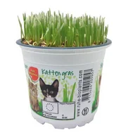 Kwiaty doniczkowe - Ekologiczna trawa dla kota - miniaturka - grafika 1