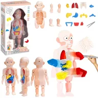 Zabawy w naśladowanie dorosłych - Model anatomiczny ciało człowieka Trifox - zabawka - miniaturka - grafika 1