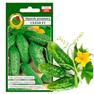 Nasiona i cebule - OGÓREK GRUNTOWY DO KWASZENIA CEZAR NASIONA BEZ GMO F1 5g - miniaturka - grafika 1