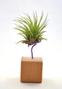Tillandsia IONANTHA IONANTHA  na stojaku, komp 62/K4 - Kwiaty doniczkowe - miniaturka - grafika 1