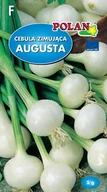 Nasiona i cebule - Cebula Augusta 5 g POLAN - miniaturka - grafika 1