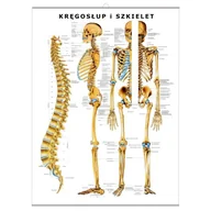 Mapy i plansze edukacyjne - Plansza anatomiczna Kręgosłup i Szkielet z haczykiem (PL) - miniaturka - grafika 1