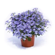 Kwiaty doniczkowe - Lobelia zwisająca - miniaturka - grafika 1