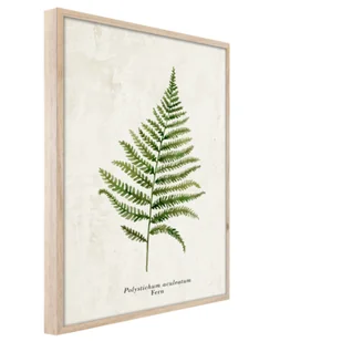 Obraz Framepic 50 x 70 cm FP036 FERN - Ramki na zdjęcia - miniaturka - grafika 1