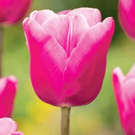 Nasiona i cebule - Tulipan Gigantyczny Jumbo Pink 5 szt cebulki tulipanów Tulipany - miniaturka - grafika 1