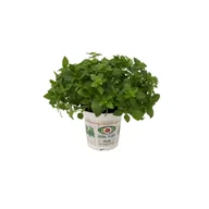 Kwiaty doniczkowe - Bazylia don 12 cm - miniaturka - grafika 1