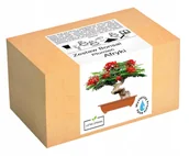 Nasiona i cebule - Zestaw do uprawy drzewka Bonsai Płomień Afryki - miniaturka - grafika 1